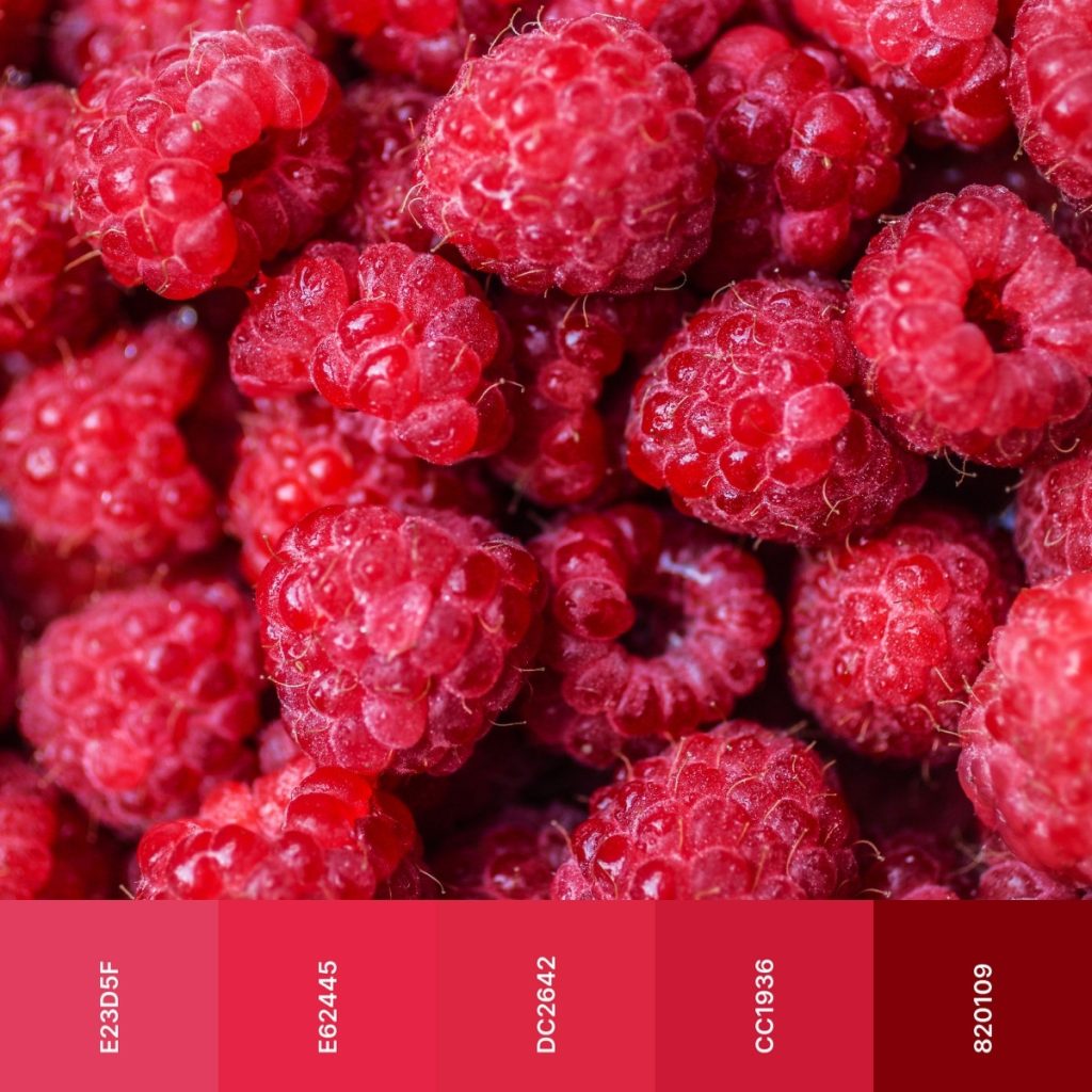 red color palette of rasperries