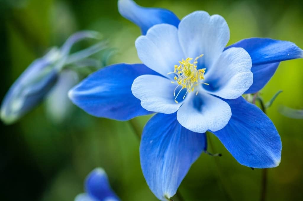 Columbine flower