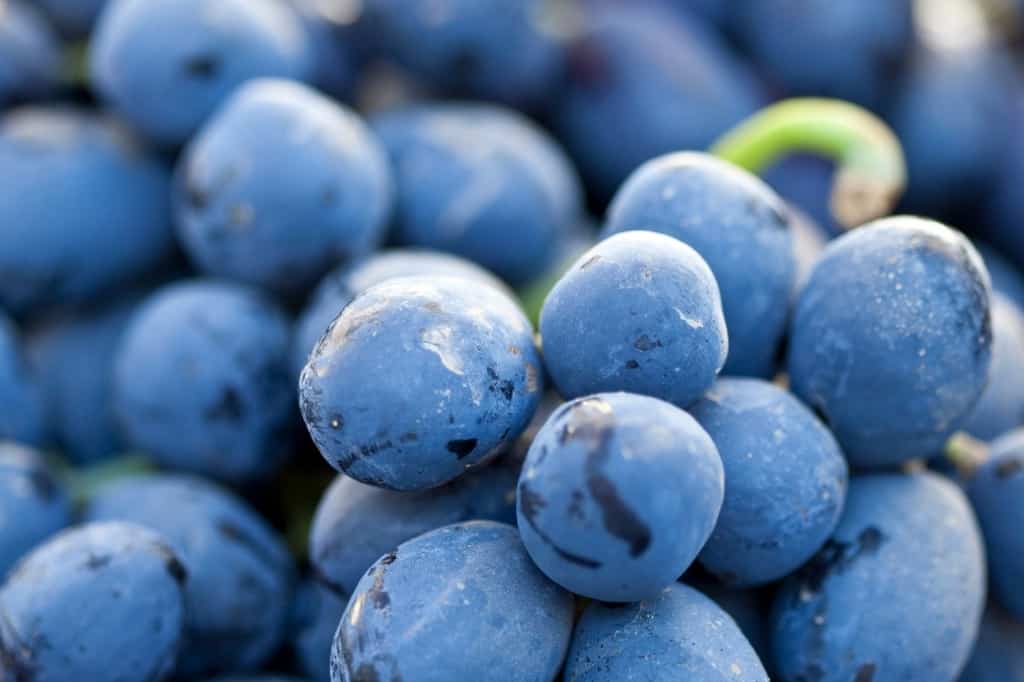 blue concord grapes