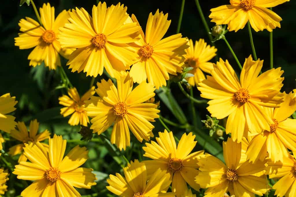 Coreopsis