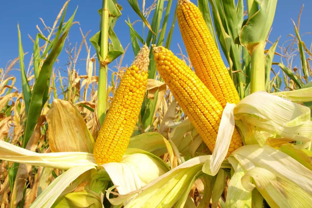 Corn