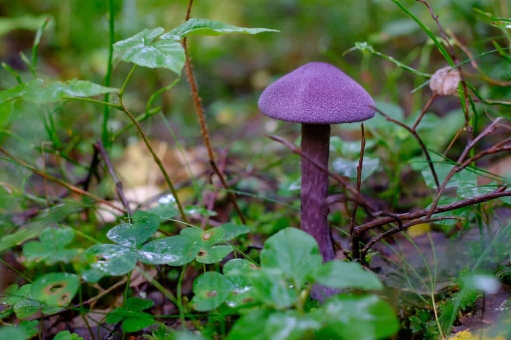 Cortinarius Violaceus - Violet webcap mushroom