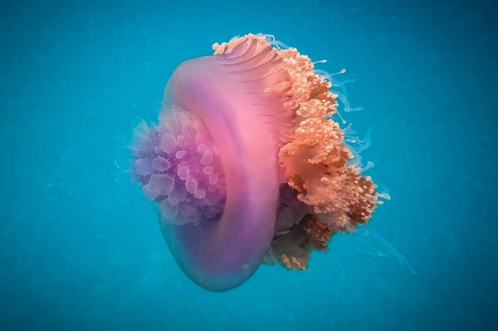 Crown jellyfish