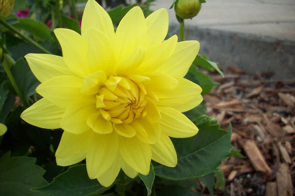 Yellow Dahlia