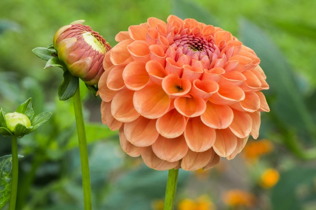 Orange dahlia