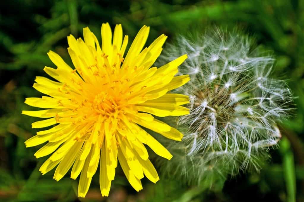 Dandelion