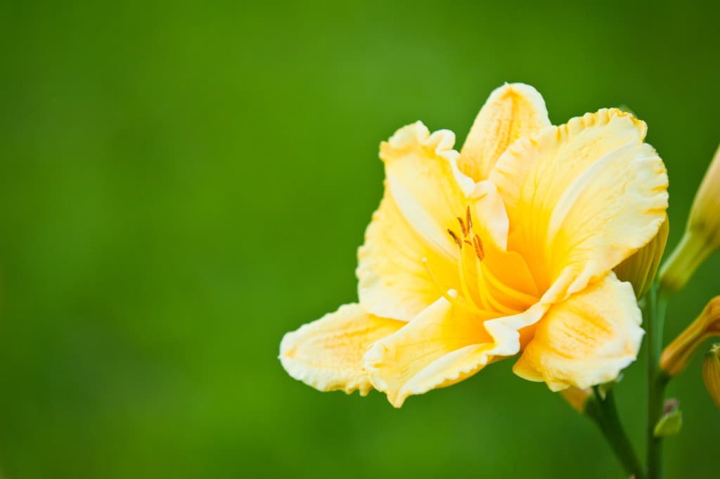 Daylily flower