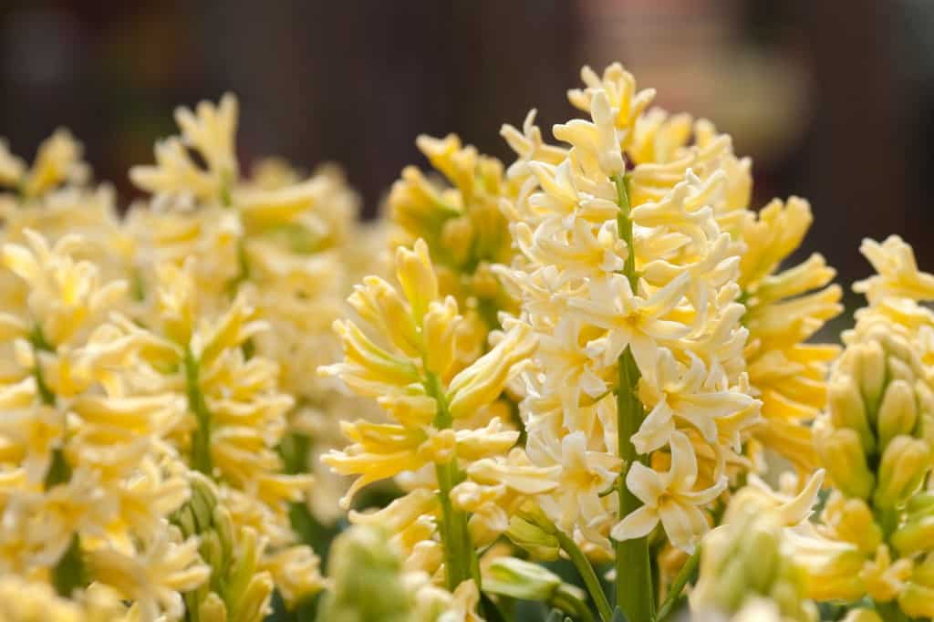 Yellow Hyacinths