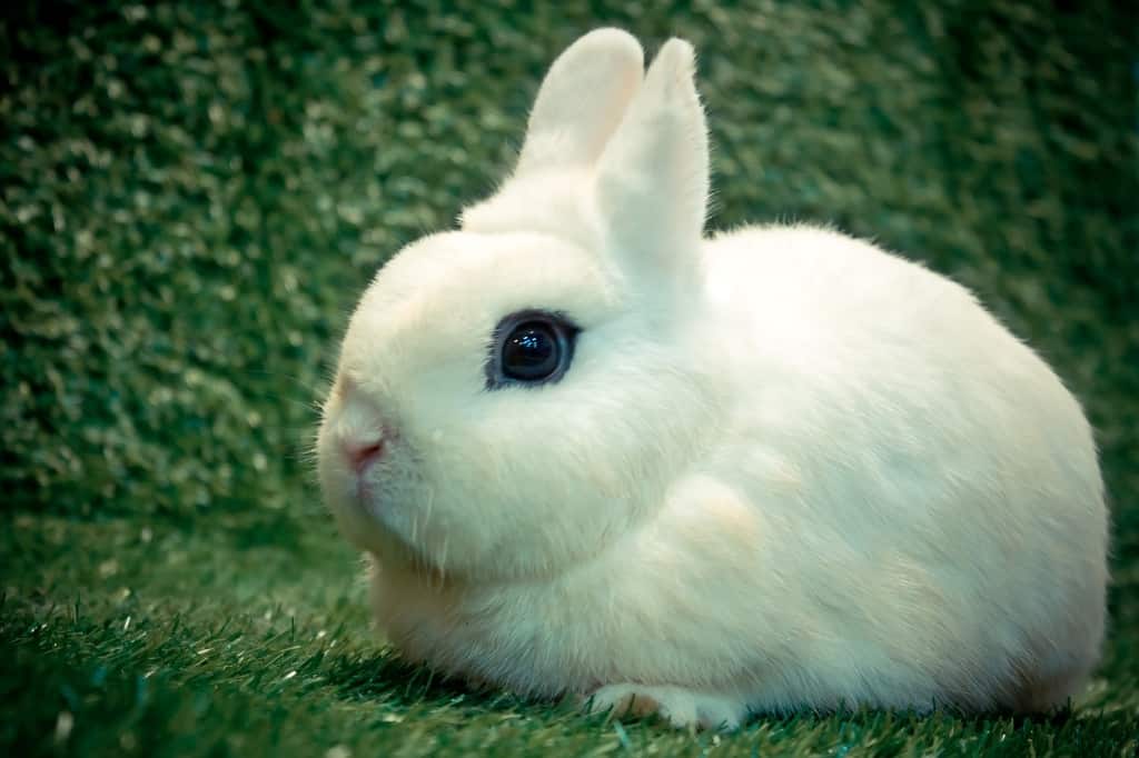 Dwarf Hotot rabbit