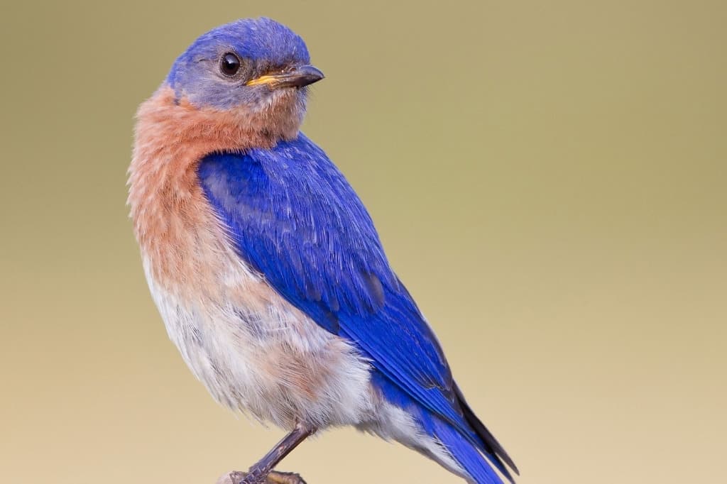 Eastern bluebird