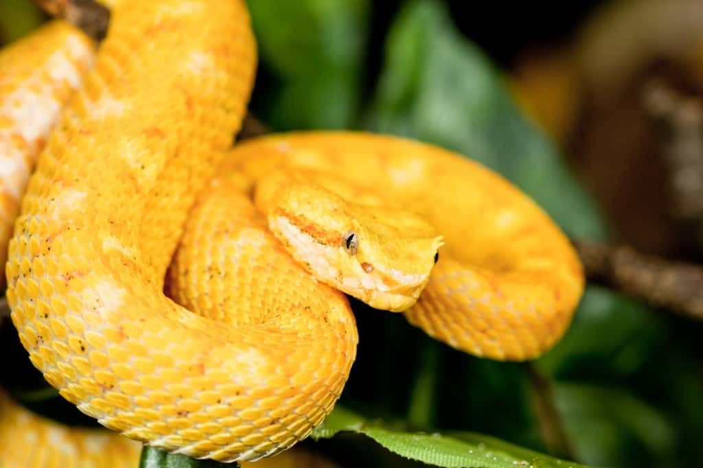 Eyelash Viper