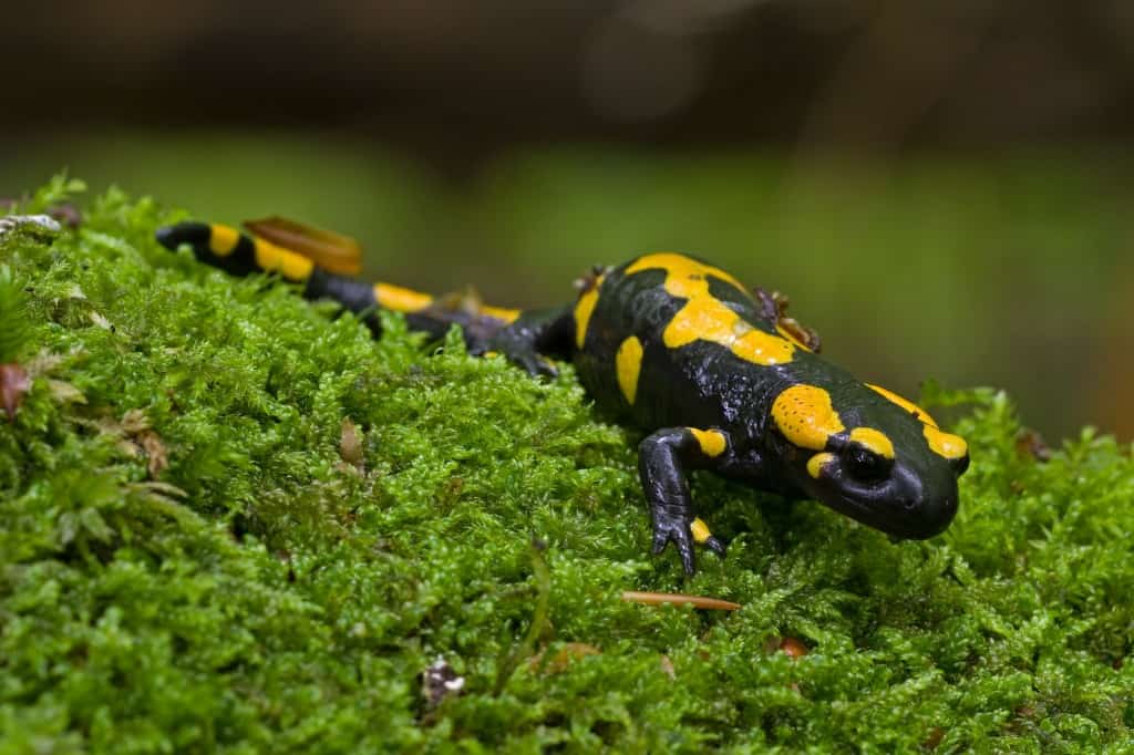 Fire Salamander