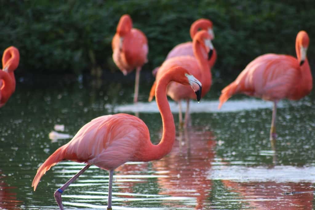 Flamingos