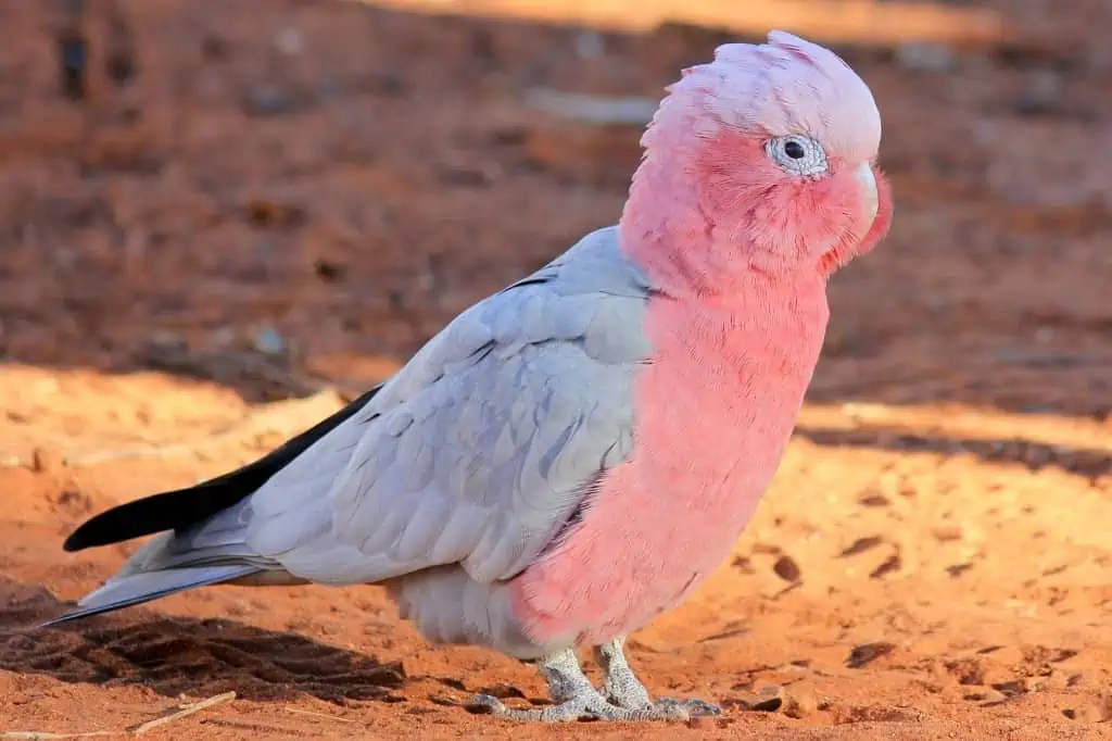 Galah Cockatoo