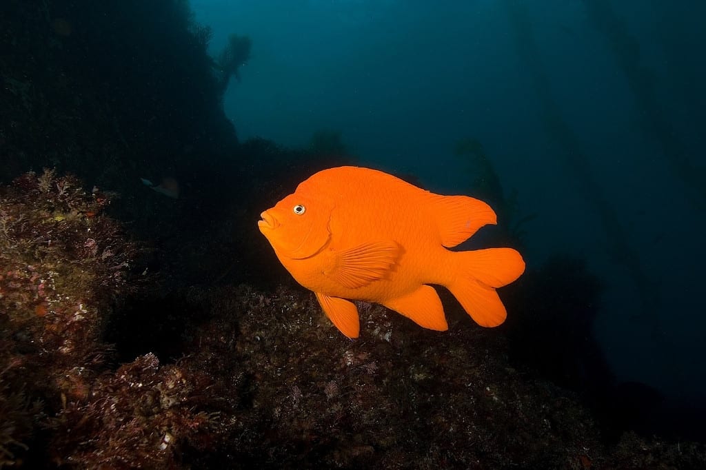 Garibaldi fish