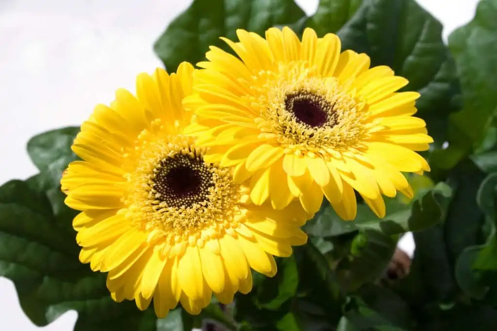 Gerbera Daisy