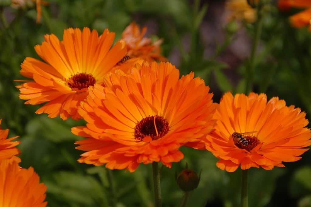 Orange gerbera