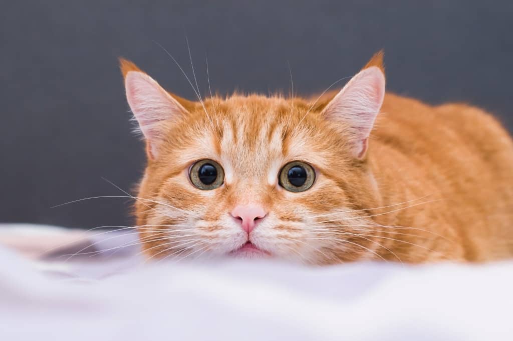 Ginger cat