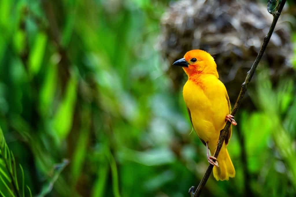 Golden palm weaver