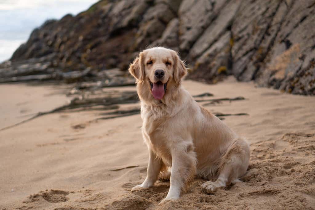 Golden Retriever