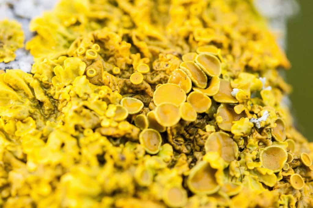 Golden Shield Lichen