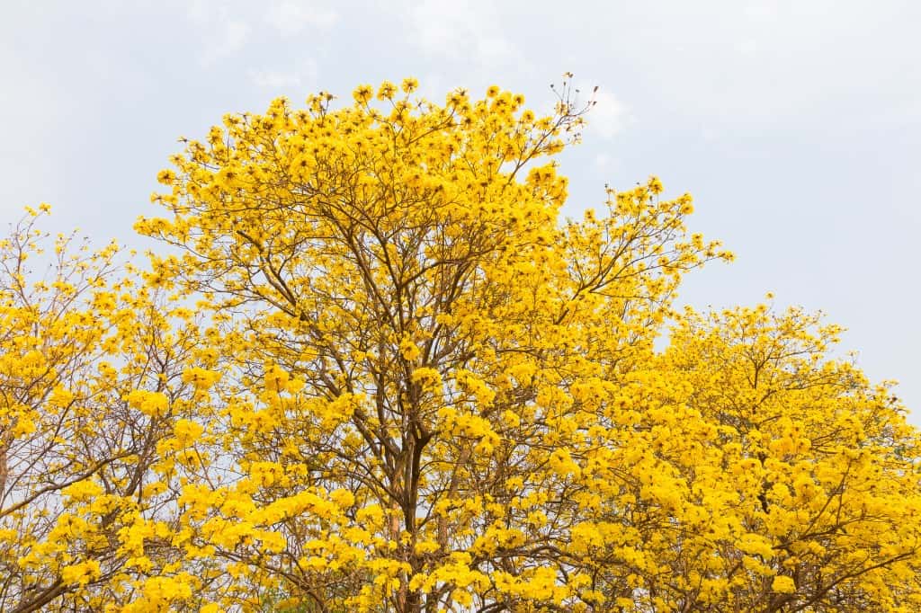 Golden Trumpet Tree