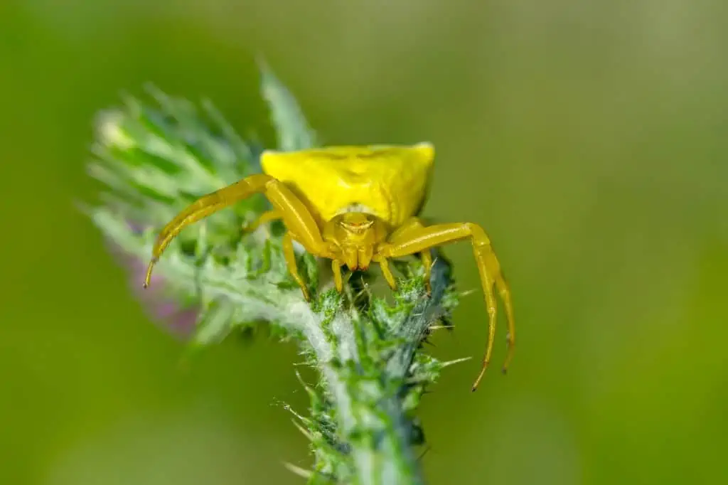 Goldenrod Crab Spider