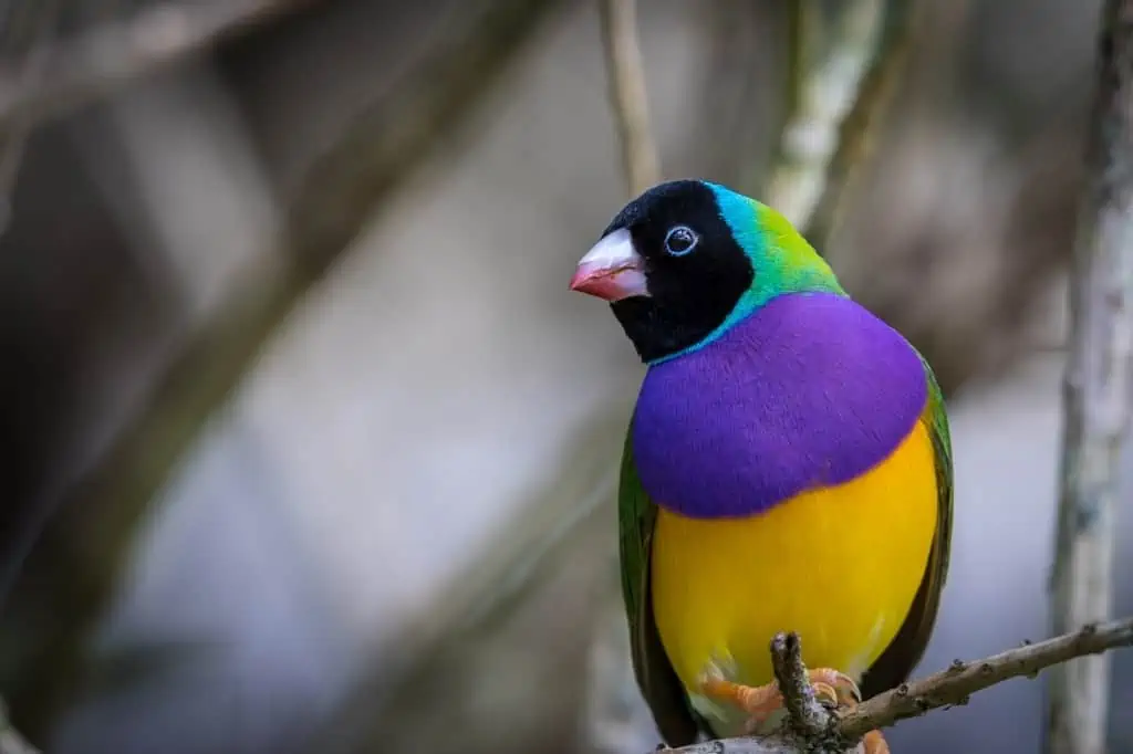 Gouldian Finch