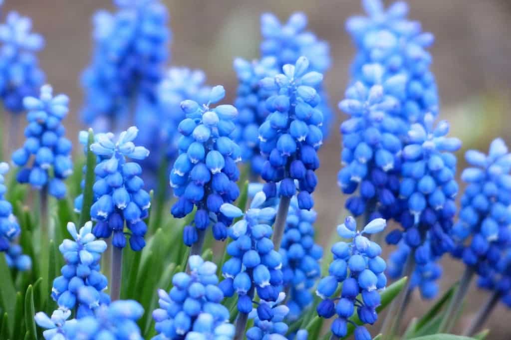 blue Hyacinths