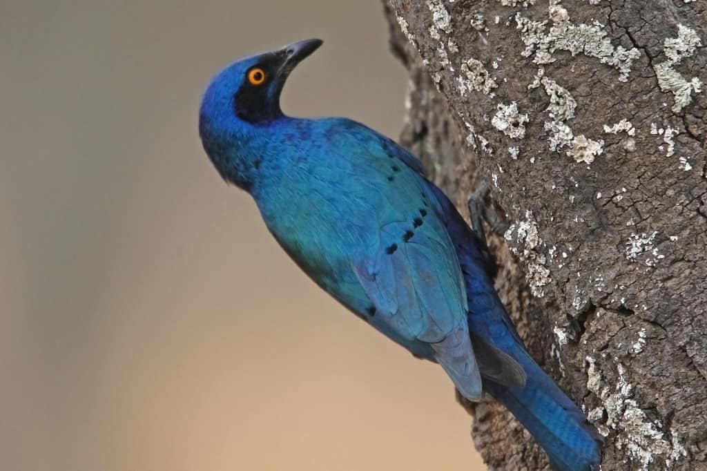 Greater blue-eared starling