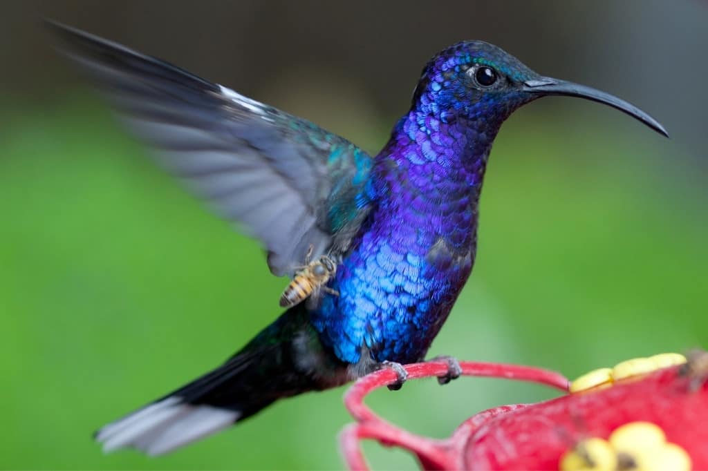 Violet sabrewing hummingbird