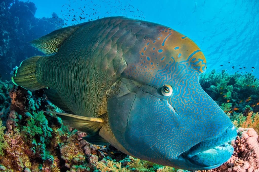 Humphead wrasse