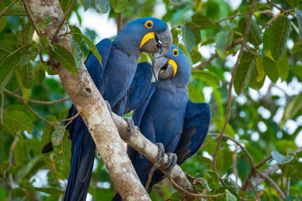 Hyacinth macaws