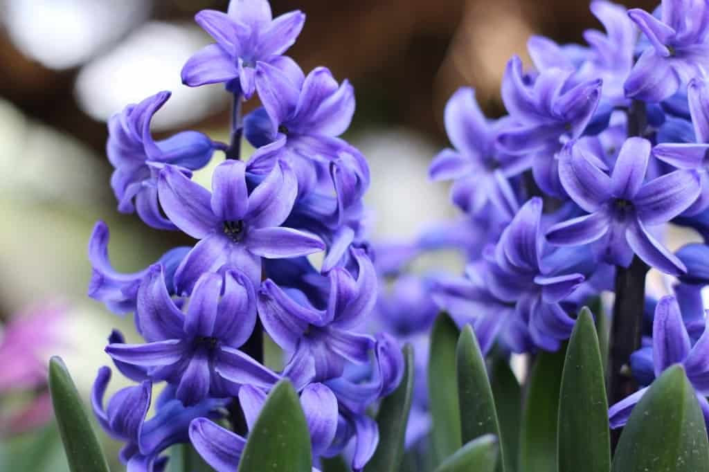 Purple hyacinths