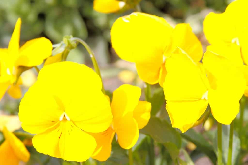 Yellow Impatiens