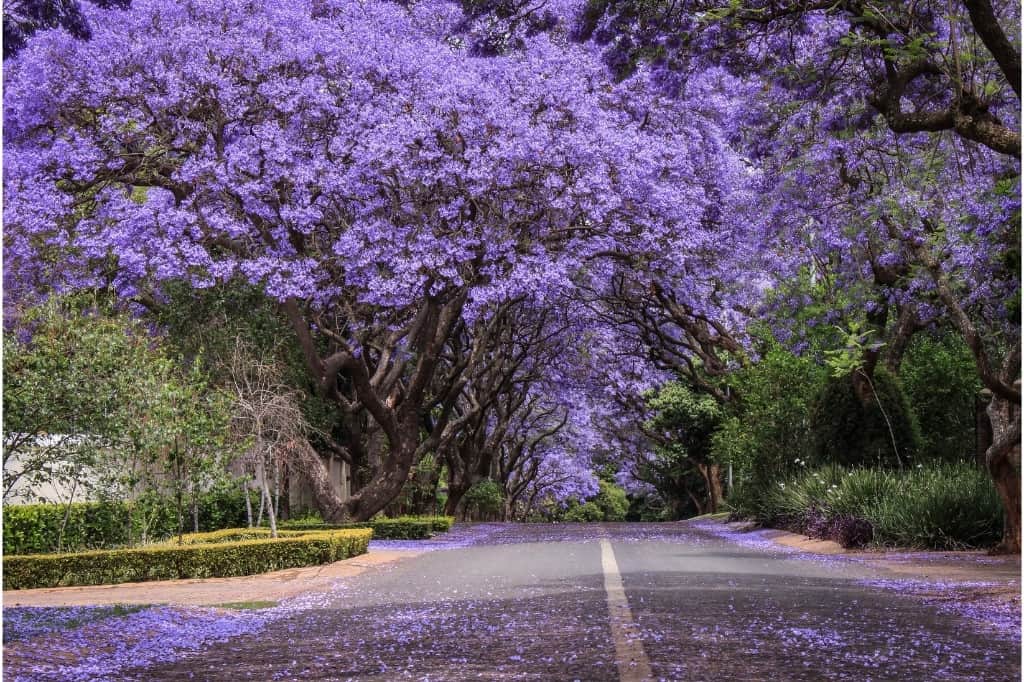 Jacaranda tree with purple flowers