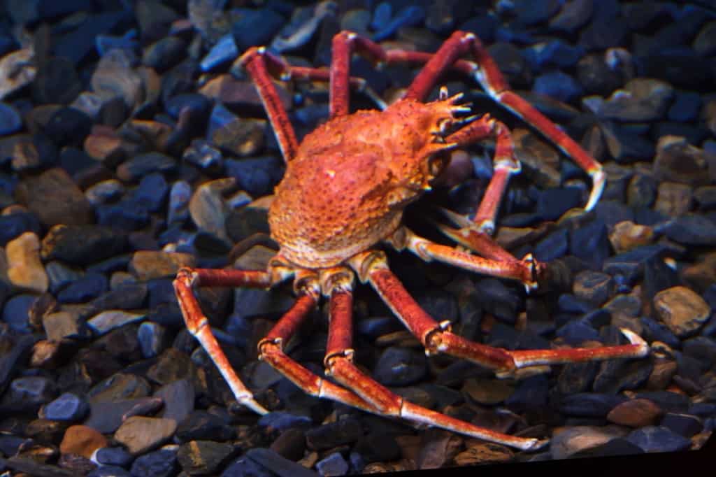 Japanese spider crab