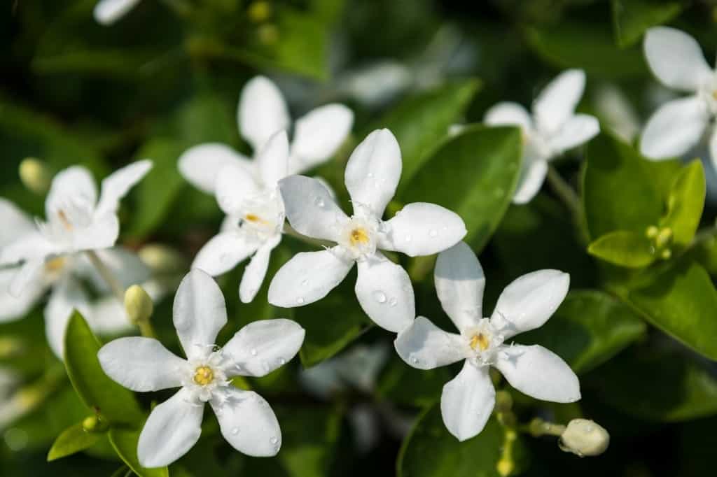 White jasmine