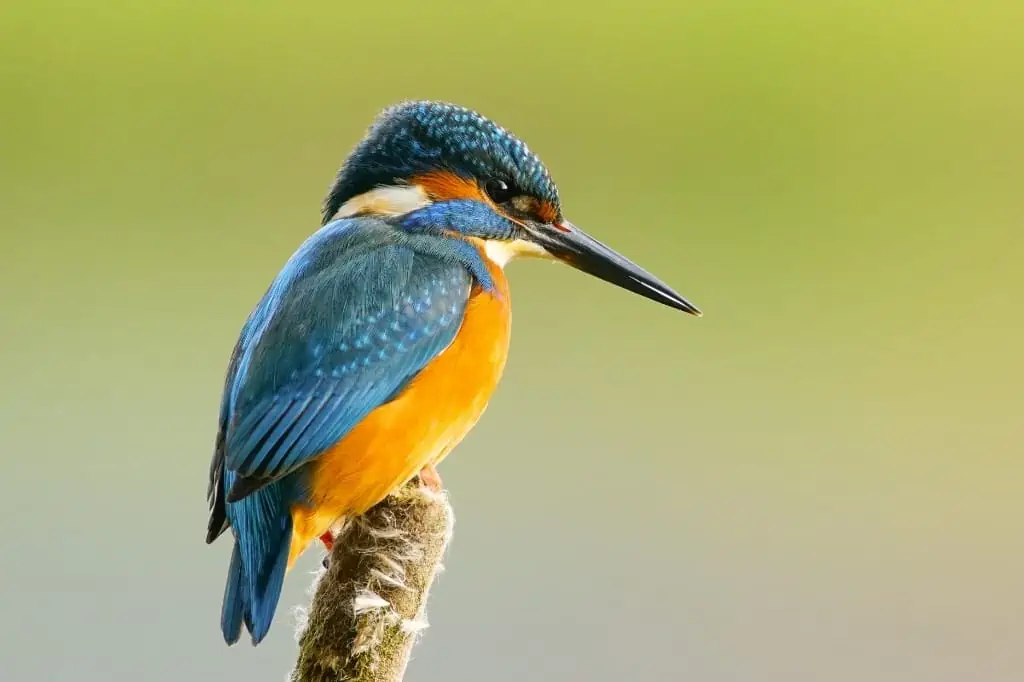 Kingfisher bird