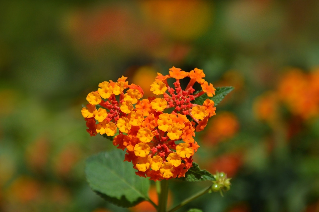 Orange lantana camara