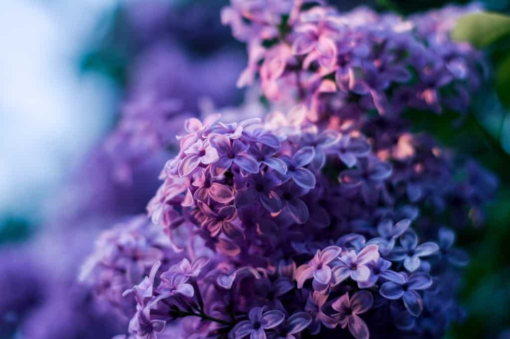 Lilac flowers