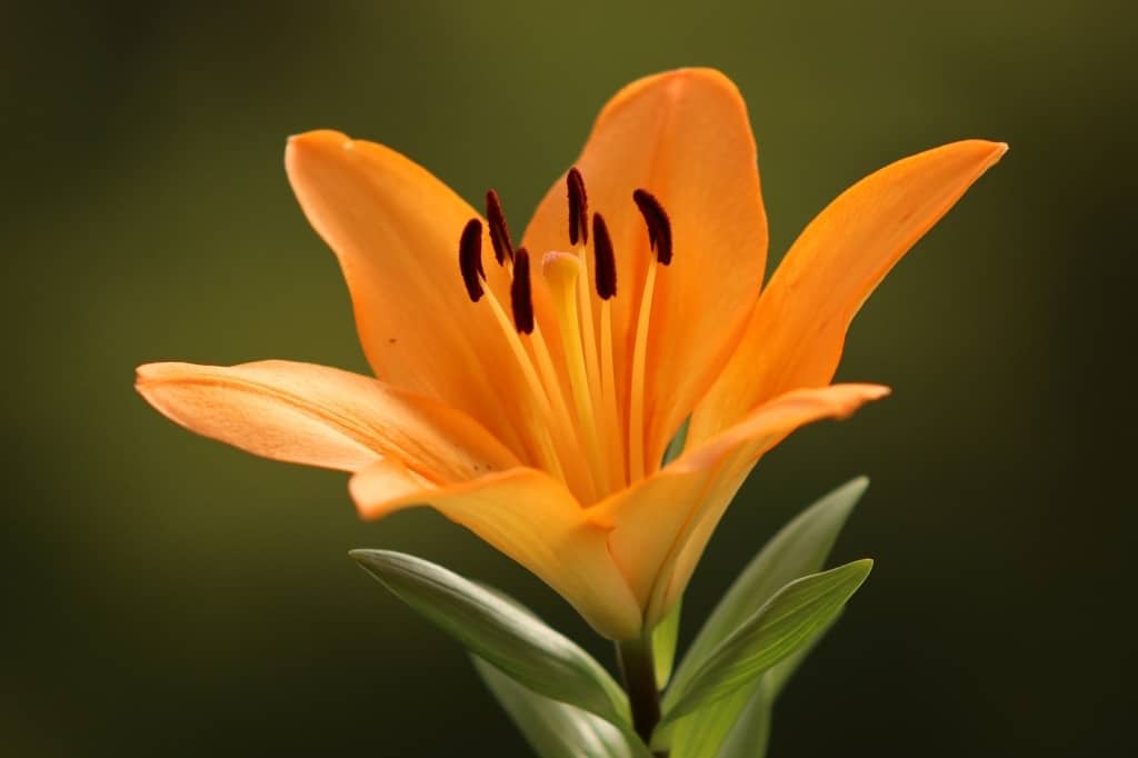 Orange lily