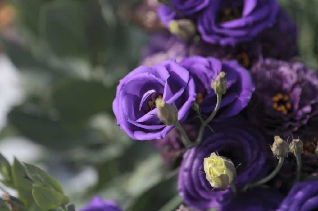 Purple lisianthus flowers