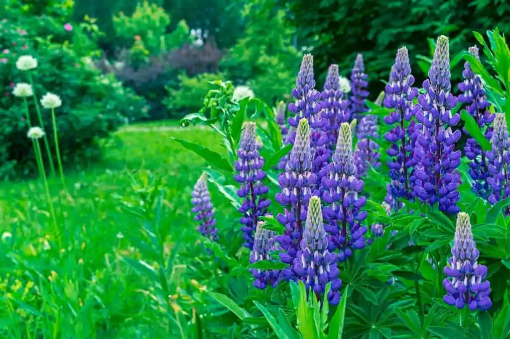 Purple lupines