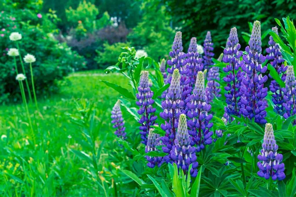 Lupine flowers