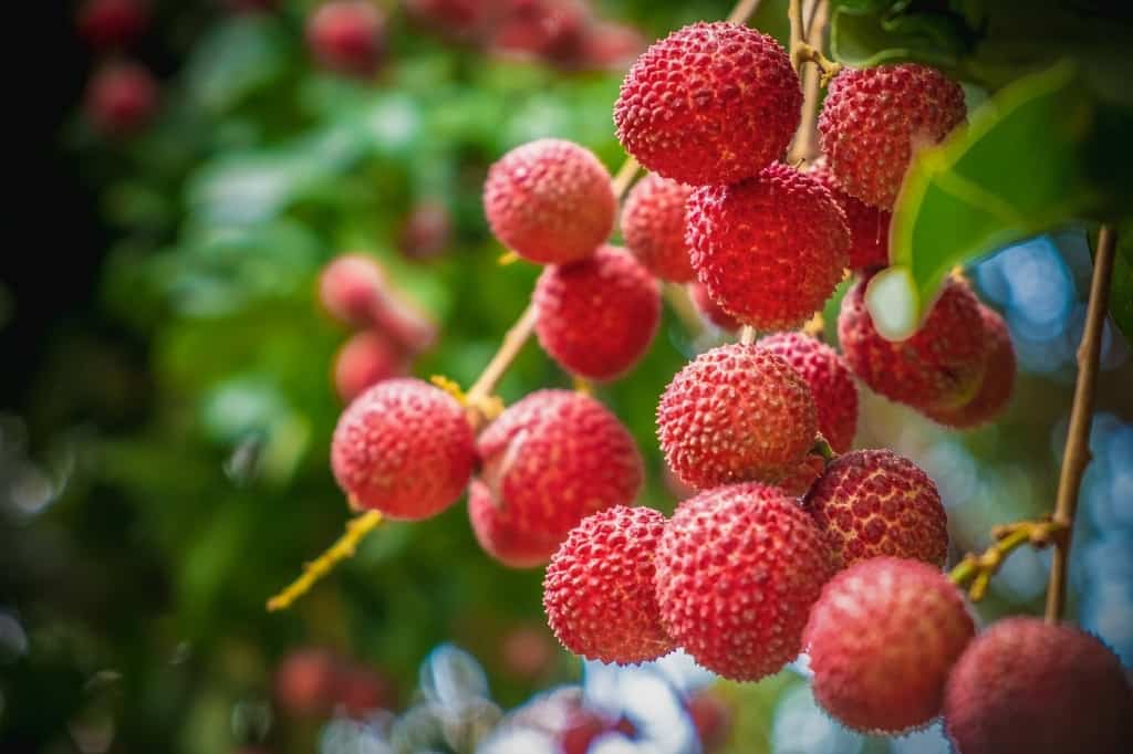 Lychee fruits on a tree