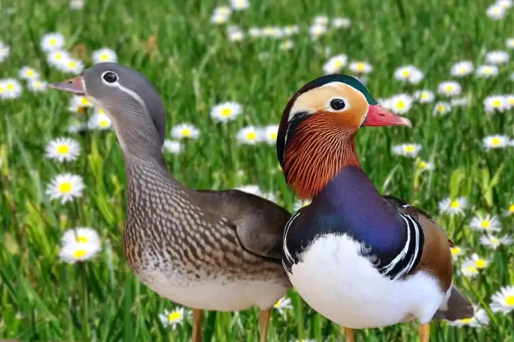 Mandarin Ducks