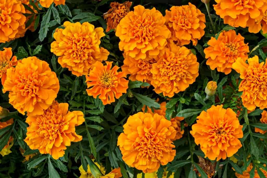 Marigold flowers