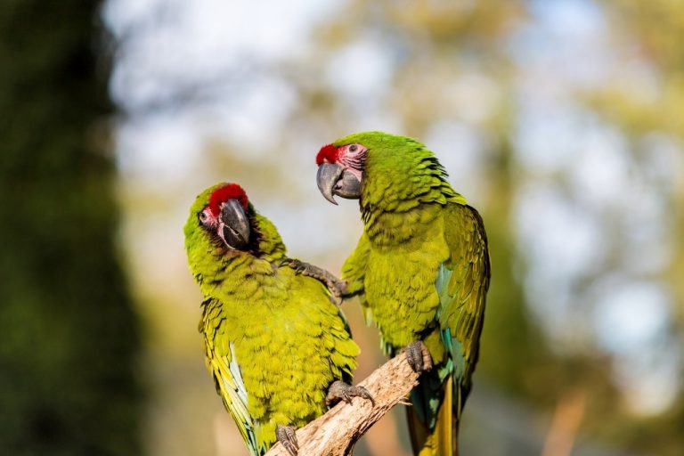 Green Things: 58 Things That Are Green In Nature