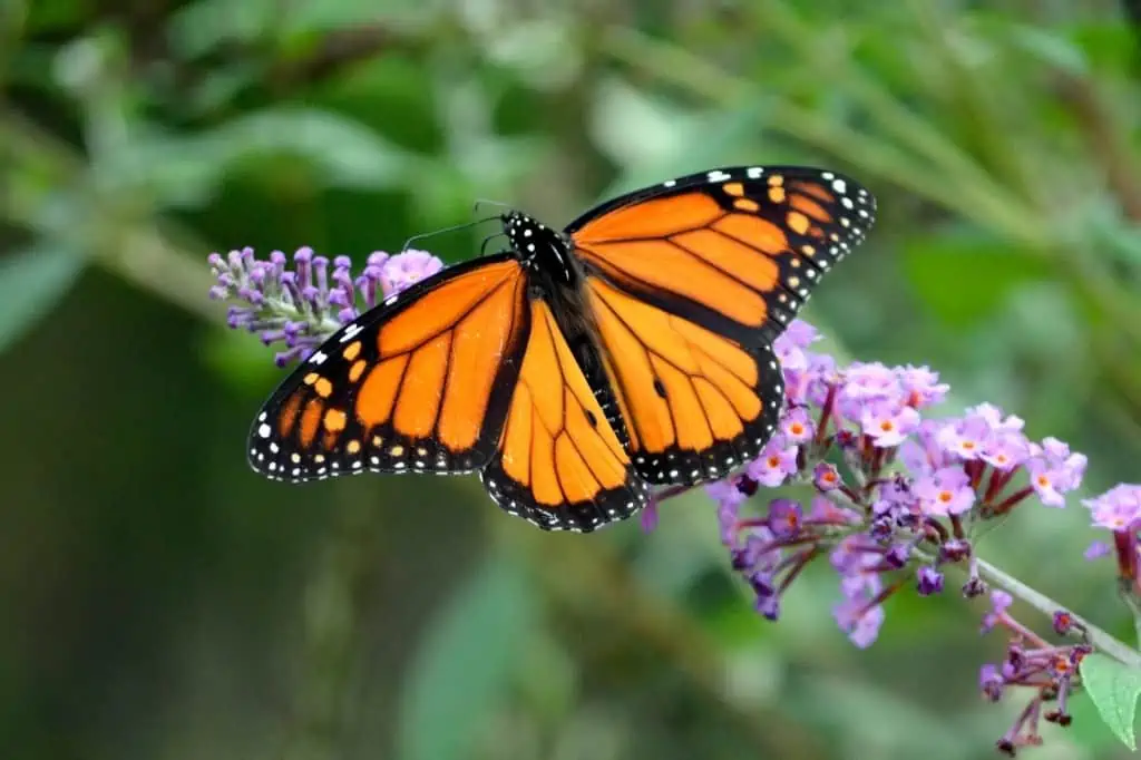 Monarch butterfly